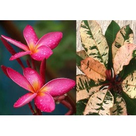 hope's garden Maya Red Variegated Leaf Plumeria rubra Frangipani Plant-ROOTED & GRAFTED