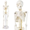 Human Skeleton Model for Anatomy 34” Tall Life Size Skeleton