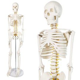 Human Skeleton Model for Anatomy 34” Tall Life Size Skeleton with Detachable Metal Base for Classroom Teaching and Lab Study