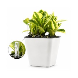 Smart Garden Maceta autorregable RA1313 Decorativa, Cuadrada, de Escritorio - Chica, Moderna, Interior - Autorriego - Plástico ABS Anti UV (13cm de diámetro x 13cm de Alto) (1, Blanco Mate)