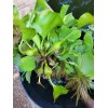 Water Purple Hyacinth Free Floating Aquarium/Pond Plants