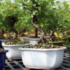 Brussel's Bonsai Live Chinese Sweet Plum Bonsai Tree - 5
