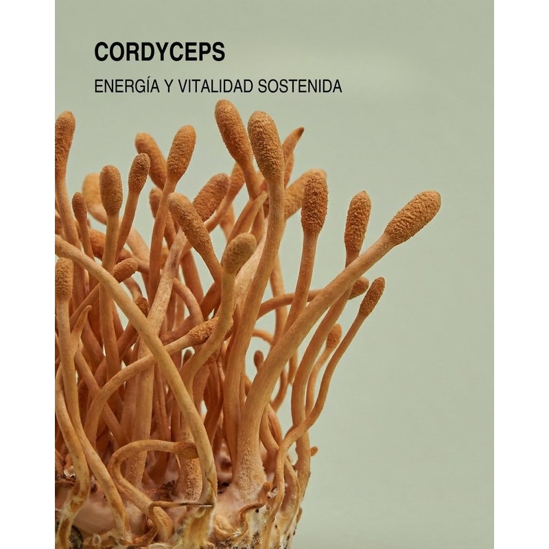 Extracto de Cordyceps Micelia Labs Energía natural Vitalidad y resistencia