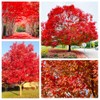 30+ Red Maple Seeds for Planting Outdoors - Heirloom Maple