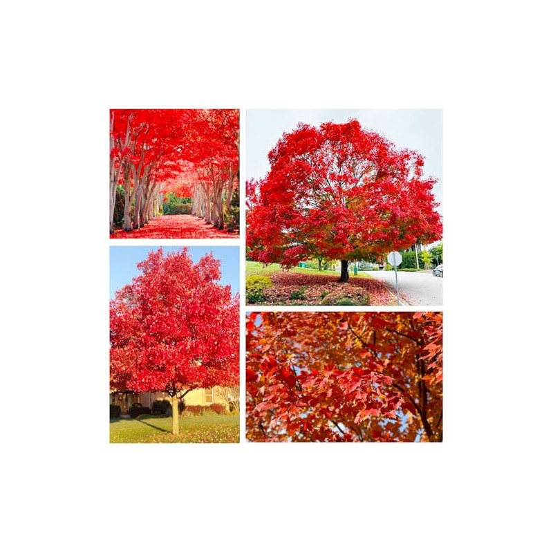 30+ Red Maple Seeds for Planting Outdoors - Heirloom Maple