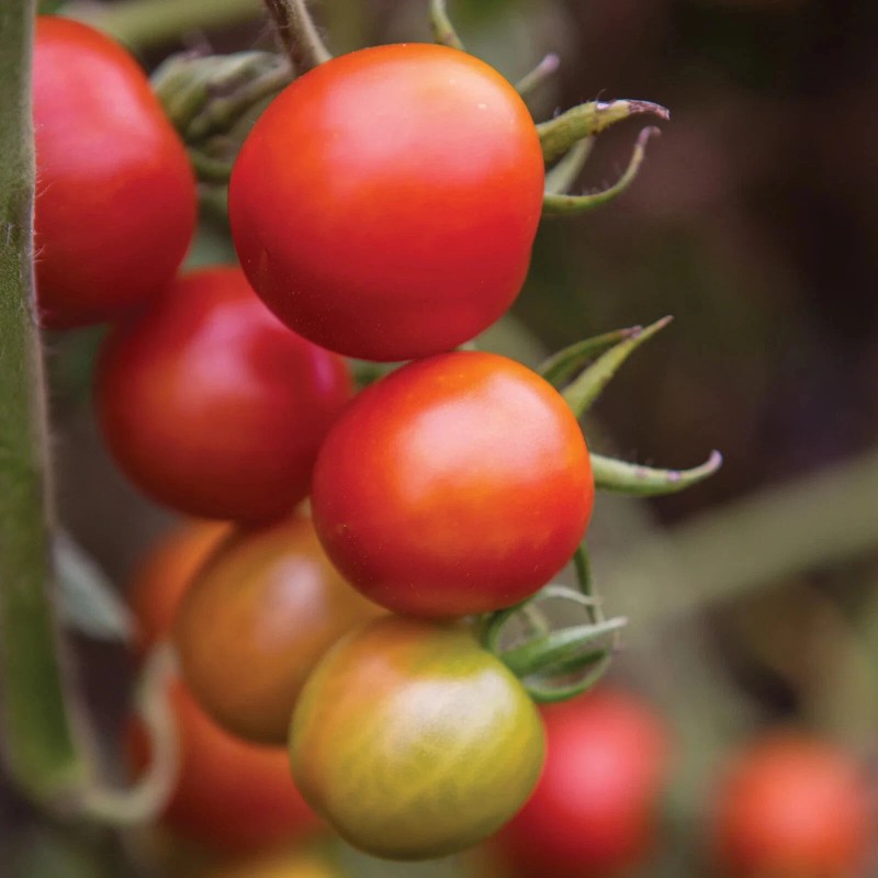 Burpee Super Sweet 100 Hybrid Tomato Vegetable Seed Full Sun