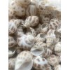 25 Beautiful Babylonia Areolata Shells 1 - 1 1/2" Beach
