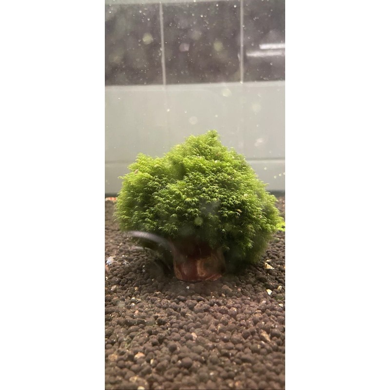 2X4in Portion Of Fissidens fontanus Live Aquarium Plants Phoenix Moss