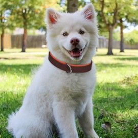 Modixun Heavy Duty Leather Dog Collar with Adjustable Metal Buckle, Soft Padded Contrasting Colors Pet Collar, Fit for Medium Dogs 28-37cm Neck, M, Brown and Orange