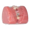Demonstration Orthodontics Dental Model Disassembled Resin Teeth Model for Teaching