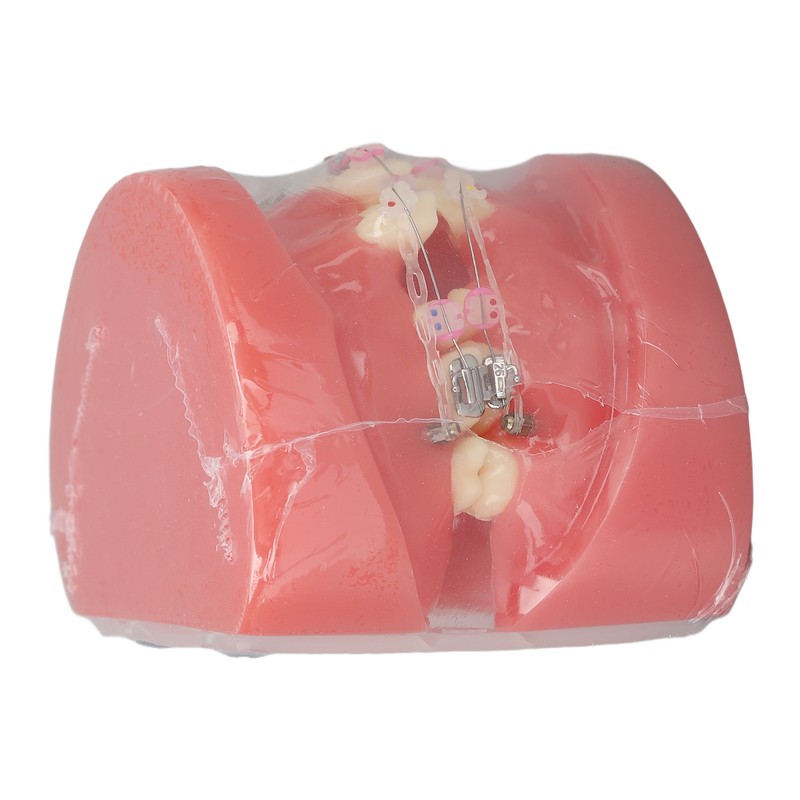 Demonstration Orthodontics Dental Model Disassembled Resin Teeth Model for Teaching