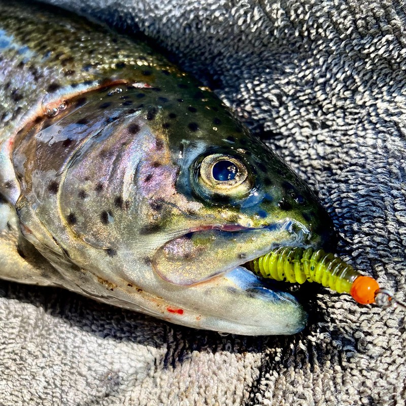 Psarás Trout Aroma Softbaits Set Box - 38 mm -