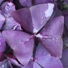 dynamitedeals35 Oxalis Triangularis "MYKE" Wood Sorrel (Purple Shamrock)-Bulb - 1