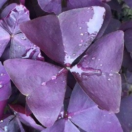 dynamitedeals35 Oxalis Triangularis "MYKE" Wood Sorrel (Purple Shamrock)-Bulb - 1 bulb