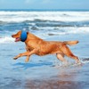 3 PCS Dog Swim Cap Waterproof Rubber Ear Covers 3