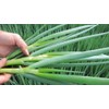 NIKA SEEDS - Vegetable Welsh Onion Bunching Green - 300