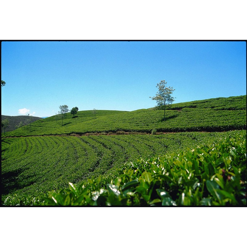 Dilmah Yata Watte Leaf Tea 4.4 oz (125 g)