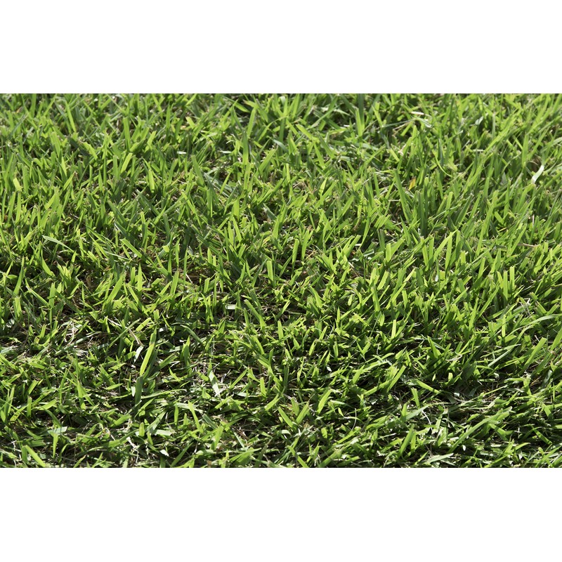 Zoysia Sod Slab for Plugs