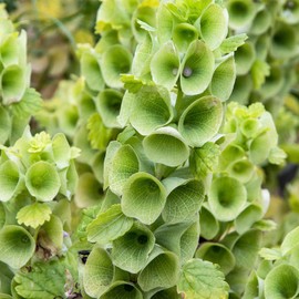 Bells of Ireland Flower Plant Seeds - 1 Oz ~4000 Seeds - Moluccella laevis - Annual, Open Pollinated, Flower Garden