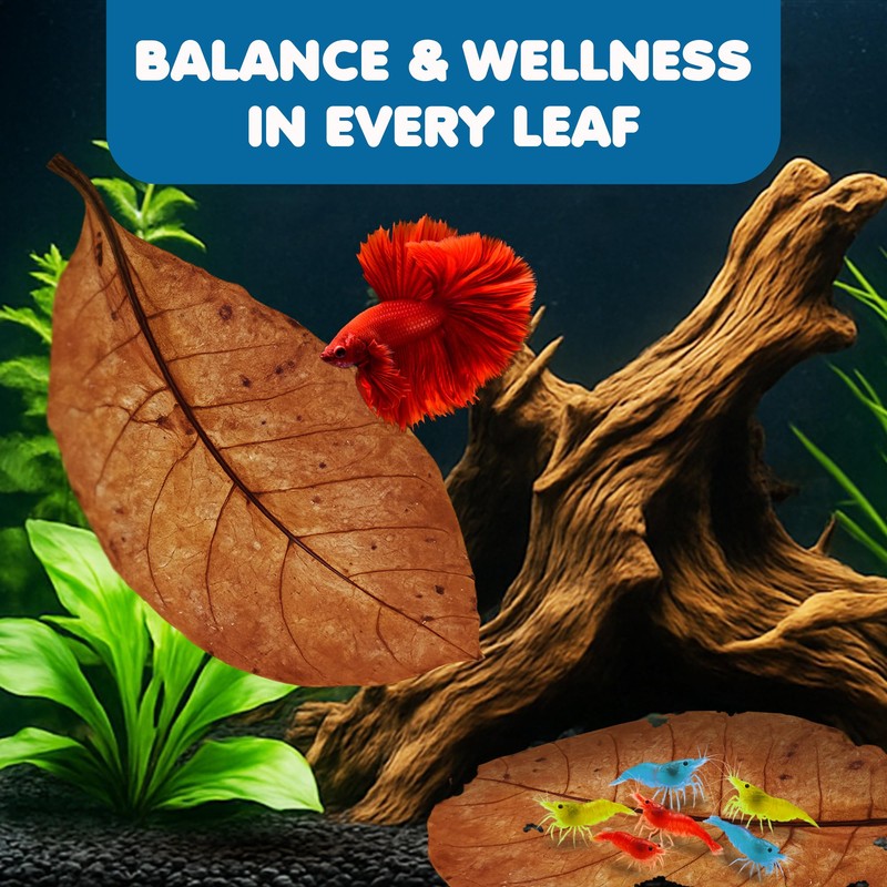 SunGrow Catappa Indian Almond Leaves, 7-8 Inches,10 Catappa Leaves for
