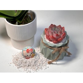 Generic Echeceria Strawberry Almond Rare Succulents Plants Live,Mini Pink 1 Head 2"" Live Plant,Bare Root Without Pot Soil,Real Live Plants Wedding Yard Decoration Baby Shower Friend Plant Lover Gift