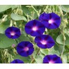100 Morning Glory Grandpa OTT Purple Flower Seeds