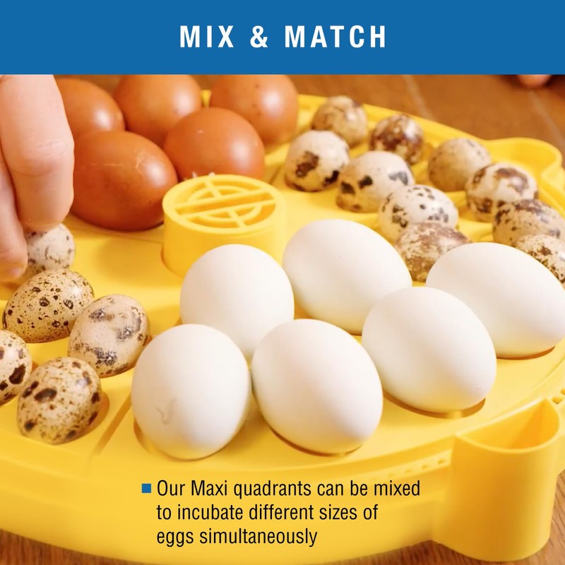 Brinsea Extra Large Egg Quadrant Insert for Maxi Advance Incubator