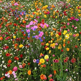 1200 Bird Butterfly Bees Wildflower Seeds Mix
