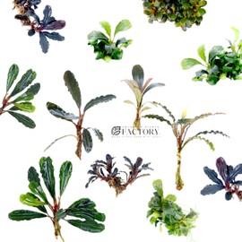 Bucephalandra Plants Packages [Grower's Choice] 6 Species | Bare-Root Plants