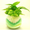 Golden Potos Hydro Culture Bowl, S, Sand Green