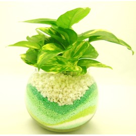 Golden Potos Hydro Culture Bowl, S, Sand Green