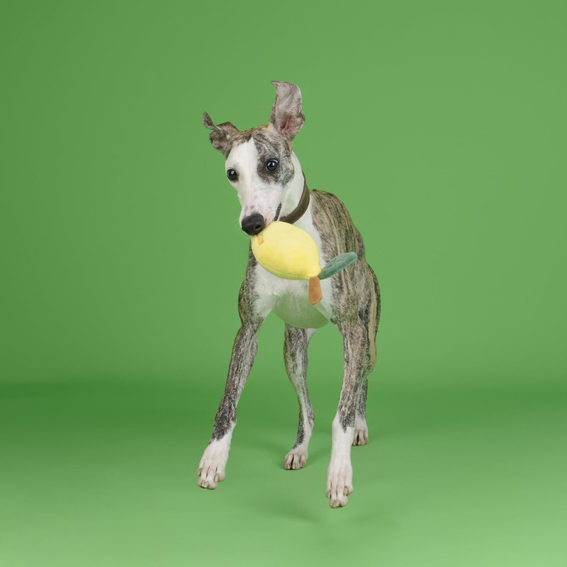 CHEWFFON Squeaky Dog Toy, Plush Lemon for Small and Medium