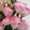 CHUXAY GARDEN 100 Seeds Light Pink Eustoma Flower Seed,Lisianthus Flowers,Prairie