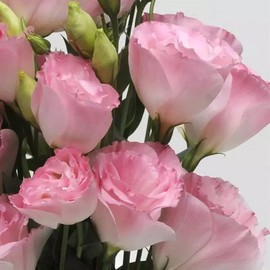 CHUXAY GARDEN 100 Seeds Light Pink Eustoma Flower Seed,Lisianthus Flowers,Prairie Gentian,Bluebell Gentian Rare Beauty Light Pink Flowers Showy Display Great Courtyard Flower