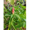 sylviasfloridagarden Spiral Red Button Ginger Costus woodsonii rooted