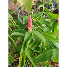 sylviasfloridagarden Spiral Red Button Ginger Costus woodsonii rooted