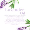 Ogx Shampoo Lavender Platinum Tone Reviving 13 Ounce (385ml) (2