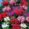 Wivolibe 500+ Bee Balm Flower Seeds Perennial Monarda Didyma Bee
