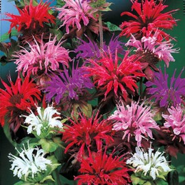 Wivolibe 500+ Bee Balm Flower Seeds Perennial Monarda Didyma Bee Balm Heirloom Flower for Planting Non-GMO Seeds - Open-Pollinated