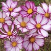 Picotee Cosmos Seeds - Long Blooming Period in All Zones