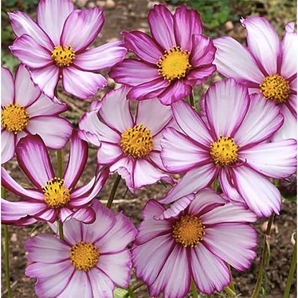 Picotee Cosmos Seeds - Long Blooming Period in All Zones