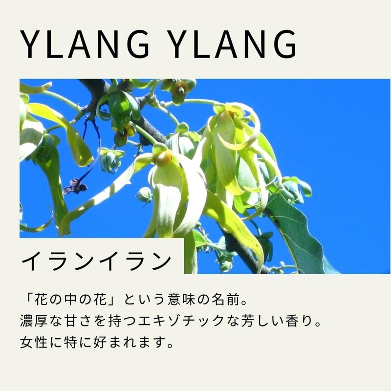 Tree of Life Ylang Ylang Essential Oil 50ml AEAJ Certified