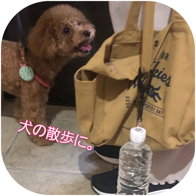 Plastic Bottle Holder Bottle Holder with Carabiner Strap 2 Pack