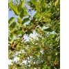 Tree 2 Live Rooted Red Black Mulberry Tree 10-14"Organic Fruit