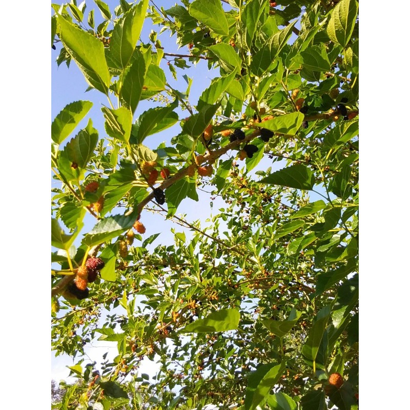 Tree 2 Live Rooted Red Black Mulberry Tree 10-14"Organic Fruit