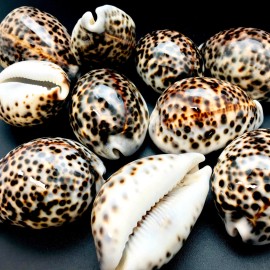 Polished Tiger Cowrie Sea Shell Premium Quality Rare Unique Sea Shell