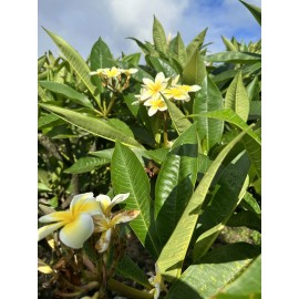 Hawaiian Yellow Plumeria Fresh Starter Cutting Single Head 10inch Unrooted x10