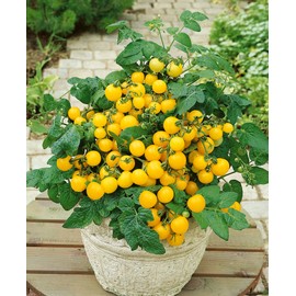 RAISE ME UP: Seeds Yellow Indoor Dwarf Tomato Determinate Non GMO Heirloom