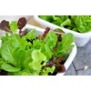FUN AND GROW SEEDS: Seeds Indoor Lettuce Mix Balcony Non