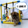 Dewonch Puppy Play Gym with 8 Hanging Toys, Small Dogs
